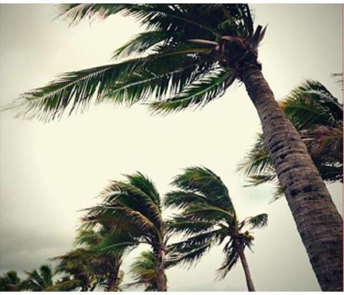 Palm Tree Blowing in Wind 