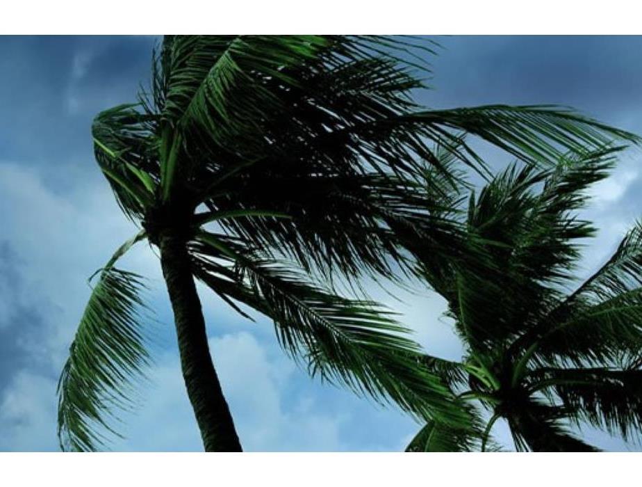 Stormy Sky with blowing palm trees